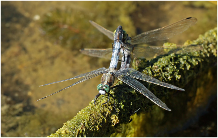 Orthetrum albistylum accouplement